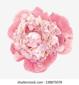 Luxurious pink peony flower painted in pastel colors