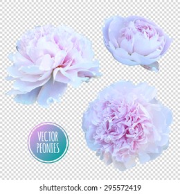 Luxurious pink peony flower painted in pastel colors