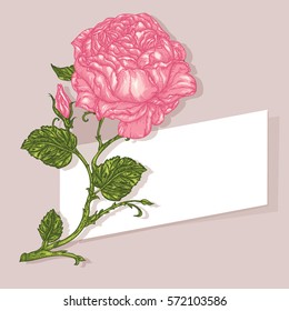 Luxurious pink rose flower and leaves greeting card with a paper label. Highly detailed. Hand-drawn, retro card design