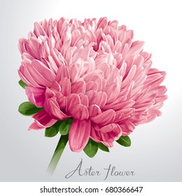 Luxurious Pink Vector Aster Flower For Floral Decoration