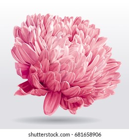 Luxurious pink vector Aster flower for floral decoration