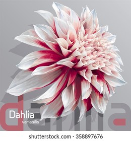 Luxurious red-white garden Dahlia flower (Dahlia variabilis) - photo-real vector drawing on neutral grey background