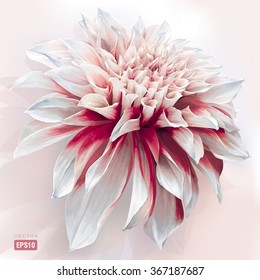 Luxurious red-white garden Dahlia flower painted in watercolor style