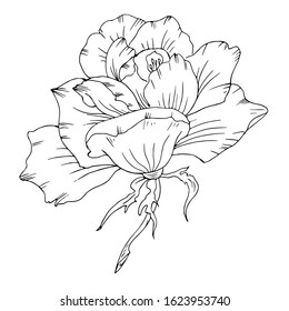 Luxurious rose. Line art. Vector illustration.
