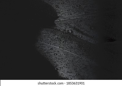 Luxury black metal gradient background with distressed birds feather texture. Vector illustration