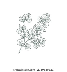 Luxury botanical etching of a eucalyptus branch with coin leaves for eco-luxury branding