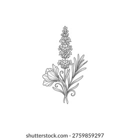 Luxury botanical etching of a lavender flowering stem for spa and wellness packaging