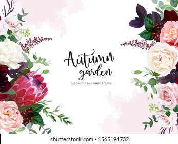 Luxury fall flowers vector design frame. Protea flower, peachy coral garden rose, burgundy red peony, ranunculus, astilbe, greenery and berry. Autumn wedding bunch of flowers. Isolated and editable