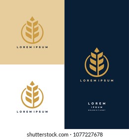 Luxury Grain wheat logo concept, Agriculture wheat Logo Template vector icon