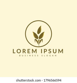 Luxury Grain wheat logo concept, Agriculture wheat Logo Template vector icon