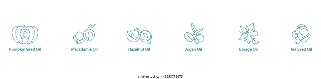 Luxury Nut and Seed Oils Vector Icon Set: Pumpkin Seed, Macadamia, Hazelnut, Argan, Borage, Tea Seed