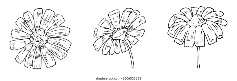 Luxury set of chamomile flowers. Trendy botanical elements. Hand drawn line leaves daisy blooming collection. Wedding elegant wildflowers for invitation save the date card.