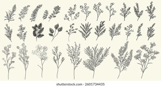 Luxury wedding logos with detailed black line art of mimosa flowers, feminine botanical branch, hand drawn design, trendy greenery, chic decor, and personalized stationery