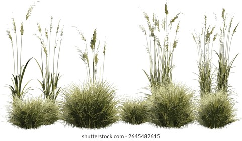 Luzula nivea, Snowy Wood Rush, conjunto, isolado, frontal, árvore, ilustração vetorial, grama ornamental, planta de floresta, folhagem de ervas perenes, conceito botânico de paisagem de jardim.