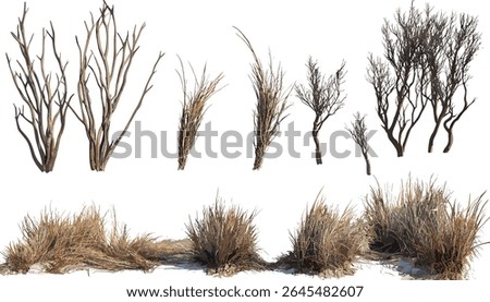 Luzula nivea, Snowy Wood Rush, frontal, isolated, transparent background, set, vector illustration, evergreen rush, ornamental woodland grass clump, low‑maintenance shade garden foliage.