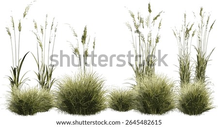 Luzula nivea, Snowy Wood Rush, set, isolated, frontal,, tree, vector illustration, ornamental grass, woodland plant, perennial herb foliage, garden landscaping botanical concept.