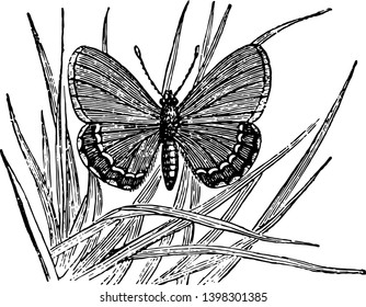 Lycaena Battus, también conocida como dibujo de línea vintage o ilustración de grabado de Brown Argus.