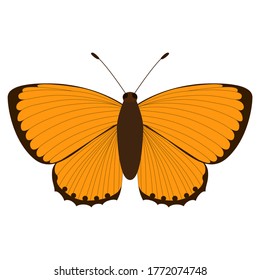 Lycaena virgaureae. Orange butterfly on a white background. Vector isolated object. Illustration of an insect.