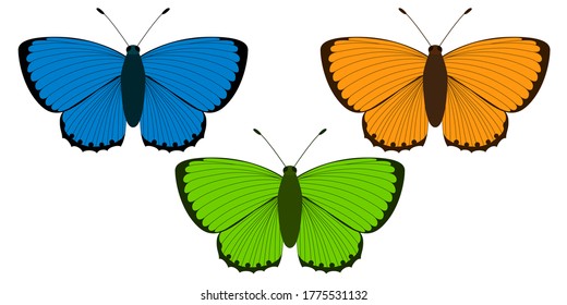 Lycaena virgaureae. Three butterflies of different colors: blue, orange and green. Vector illustration on a white.