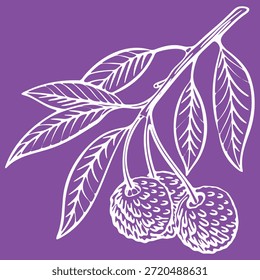 Dibujo de línea botánica de lichi, blanco sobre púrpura, detalle de rama frondosa, estudio de frutas tropicales, arte de Naturaleza minimalista, diseño de productos exóticos
