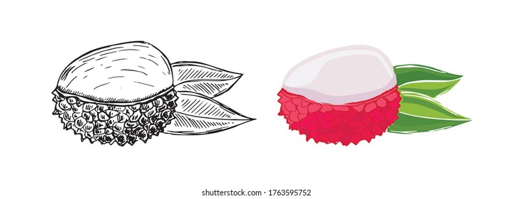 Dibujos liqués de doodle. Fruta exótica. Vector