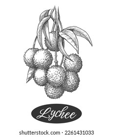 Lychee engraving. Detailed litchi branch pencil sketch, isolated tropical litchy etching image, soapberry tree lychees fruits hand drawn ink vector illustration