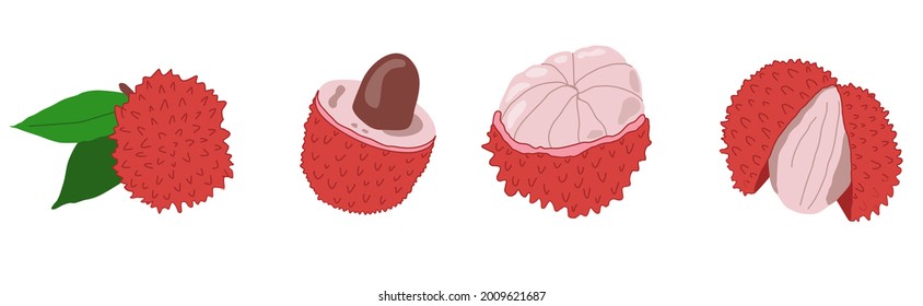 Lychee exotic fruit vector illustration. Set of hand drawn peeled and unpeeled lichis. Litchi Сhinese fruit. Delicious asian dessert.