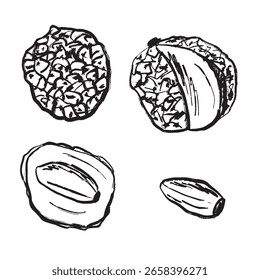 Fruta de lichi en textura de trazo de pincel negro aislado sobre fondo blanco. Dibujado a mano ilustración de boceto de Vector en tinta de carbón vintage. Diseño de frutas tropicales, paquete, árbol asiático