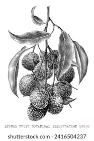 lychee fruit botanical illustration vintage engraving style black and white clip art