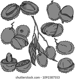Lychee fruit linear illustration, vector