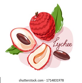 Lychee fruit and peeled lychees. Vector illustration. Isolated objects.