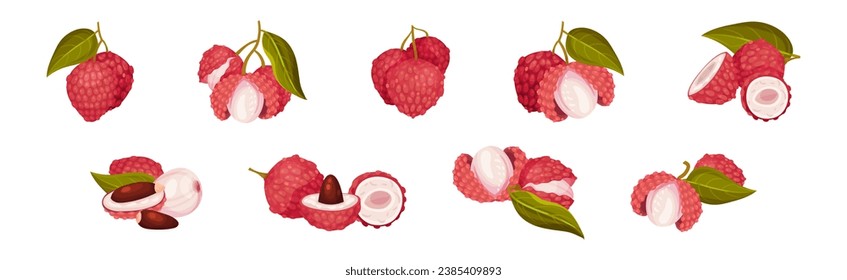 Lychee Fruit with Pink Rind and Sweet Flesh Vector Set