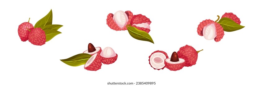 Lychee Fruit with Pink Rind and Sweet Flesh Vector Set