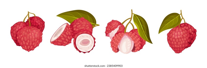 Lychee Fruit with Pink Rind and Sweet Flesh Vector Set