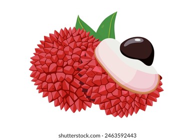 Lychee fruit vector Cartoon  isolated on white background