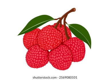 Lychee fruit vector Cartoon isolated on white background