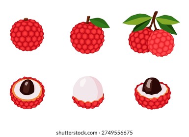 Lychee fruit vector Cartoon isolated on white background