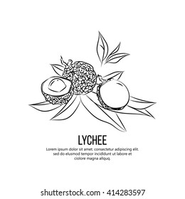 Lychee fruit vector illustration.
