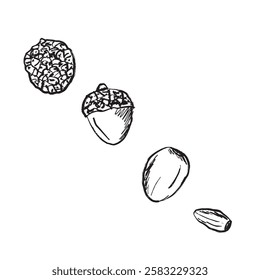 Lychee fruit from whole to peeled and stone. Tropical china fruit design in brush stroke texture isolated on white background. Hand drawn vector sketch illustration in vintage charcoal ink. Package