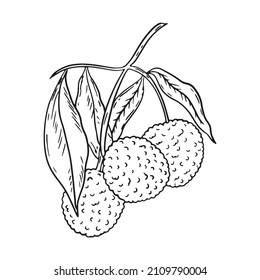 Lychee hand drawn sketch isolated vector illustration. Lychee fruits on branch black engraving. Exotic tropical asian fruit