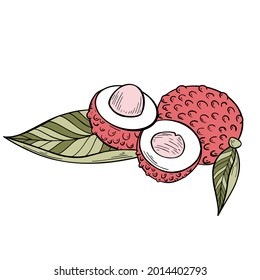 Lychee in hand drawn sketch style with leaves and nut in color isolated on white background. Vector illustration.