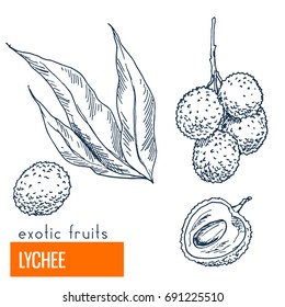 Lychee. Hand drawn vector illustration, vintage engraving style.