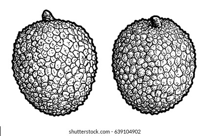 Lychee illustration, drawing, engraving, ink, line art, vector