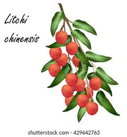 Lychee (Litchi chinensis, leechee, lichee). Hand drawn vector illustration of lychee branch with leaves and fruits on white background.