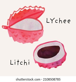 Lychee or litchi exotic fruit watercolor illustration set. Painterly watercolor texture and ink drawing elements. Hand drawn and hand painted