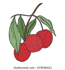 Lychee On A Branch, Vector. Lichi Fruit With Green Leaves. Collect A Handful Of Fruits From The Tree. Agricultural Crops, Growing And Harvesting. Hand Drawing.