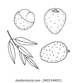 Lychee set hand drawn vector illustration with lychee tree fruits. Tropical juicy fruit rambutan, healthy food and drinks. litchi engraved drawing for print, label, paper, template, logo, design, card