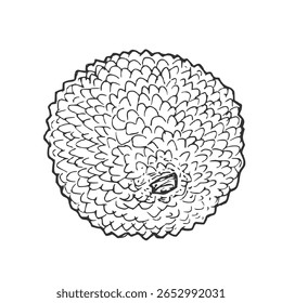 Lychee, boceto de dibujo de Vector de fruta aislado en el fondo blanco, ilustración dibujada a mano
