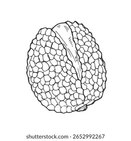 Lychee, vector drawing sketch of fruit isolated at white background, hand drawn illustration