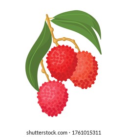 Lychee vector icon.Cartoon vector icon isolated on white background lychee.